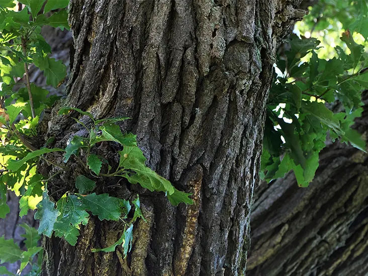 Oak bark