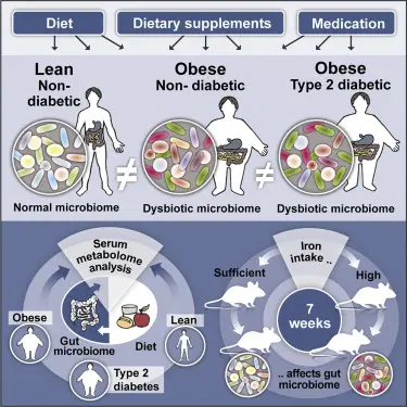 Obesity in type 2 diabetes