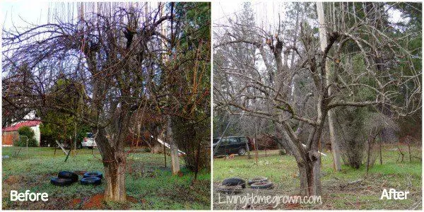 Old trees in the garden: how to revive fruit trees
