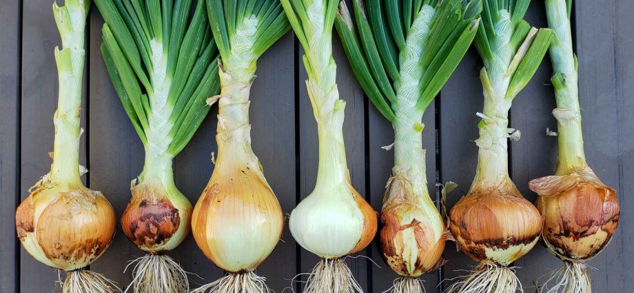 Onions: how to grow a good crop