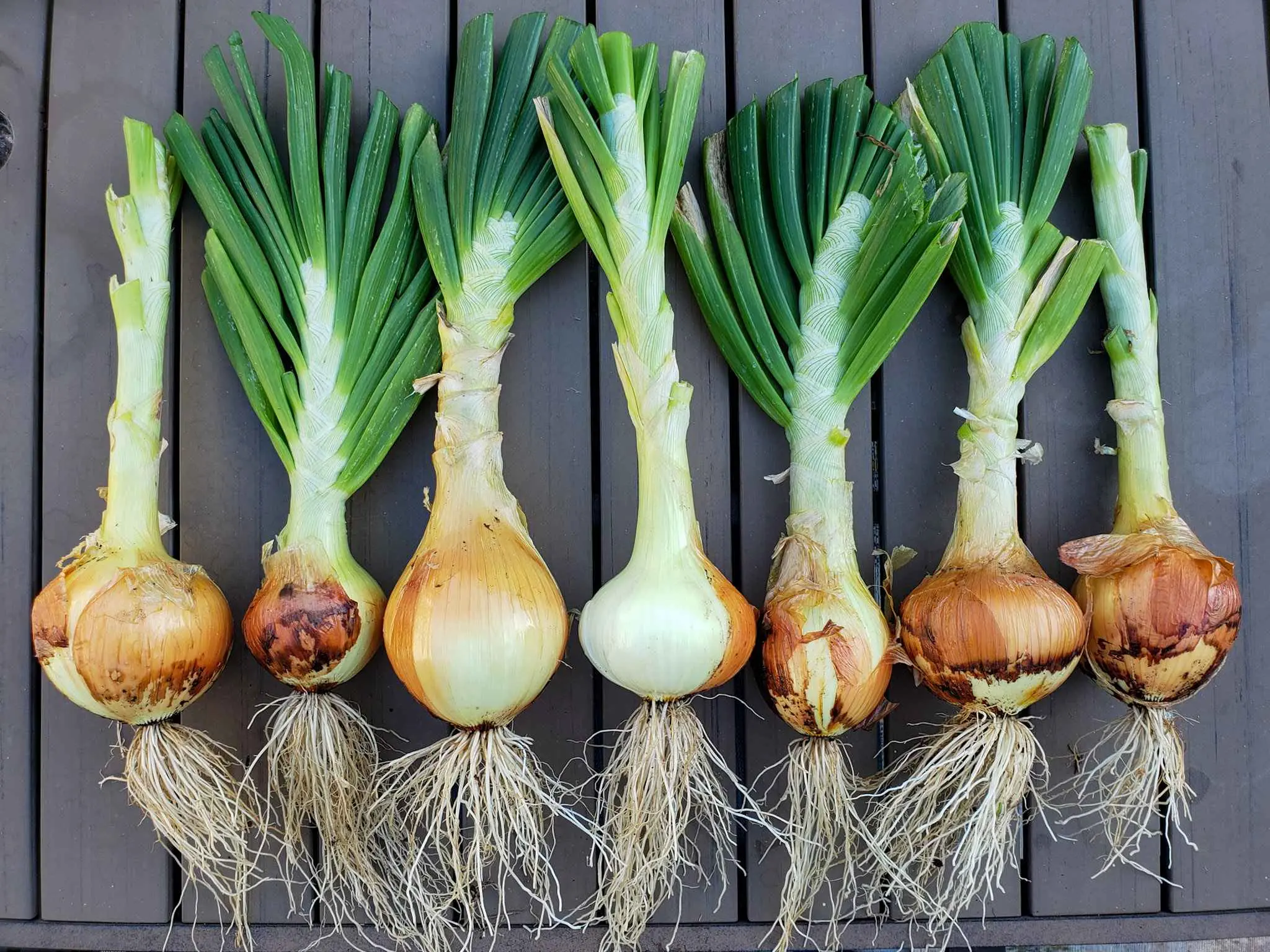 Onions: how to grow a good crop
