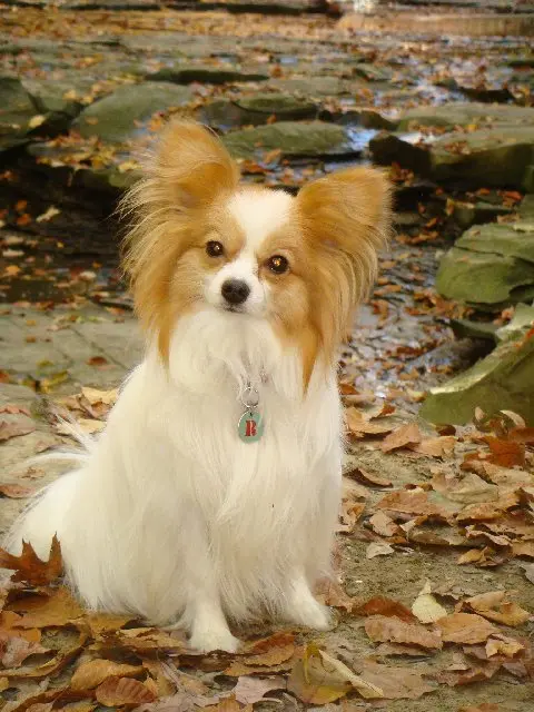 papillon dog