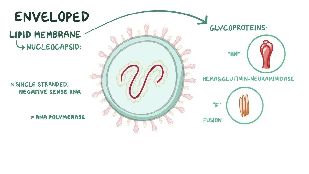 Parainfluenza in adults