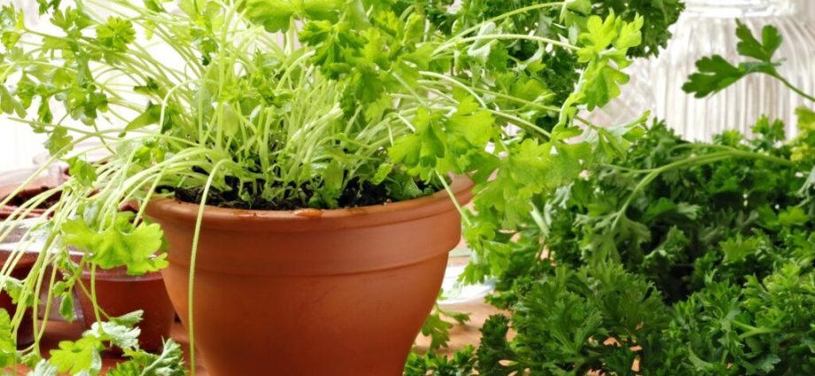 Parsley: how to grow a good crop