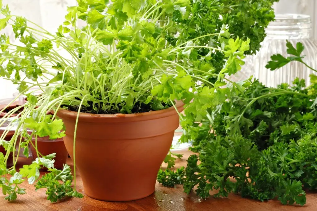 Parsley: how to grow a good crop