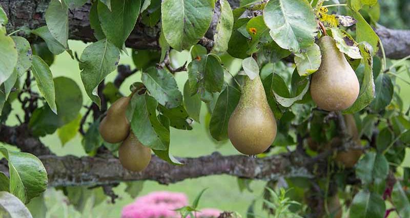 pear pruning in spring