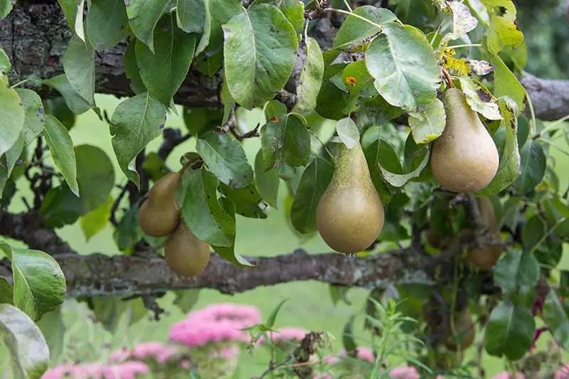 pear pruning in spring