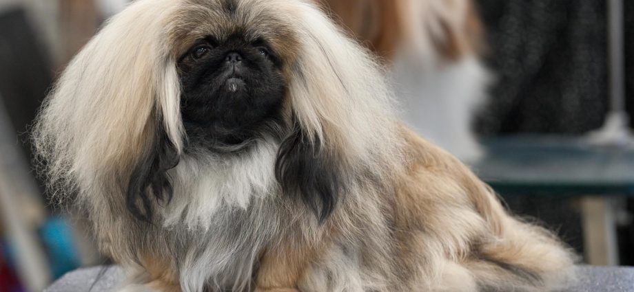 Pekingese dog