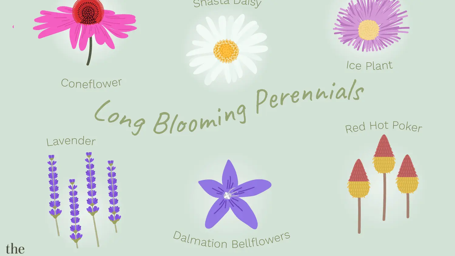 Perennials that bloom all summer