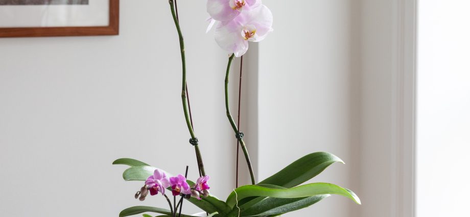 Orhideja Phalaenopsis