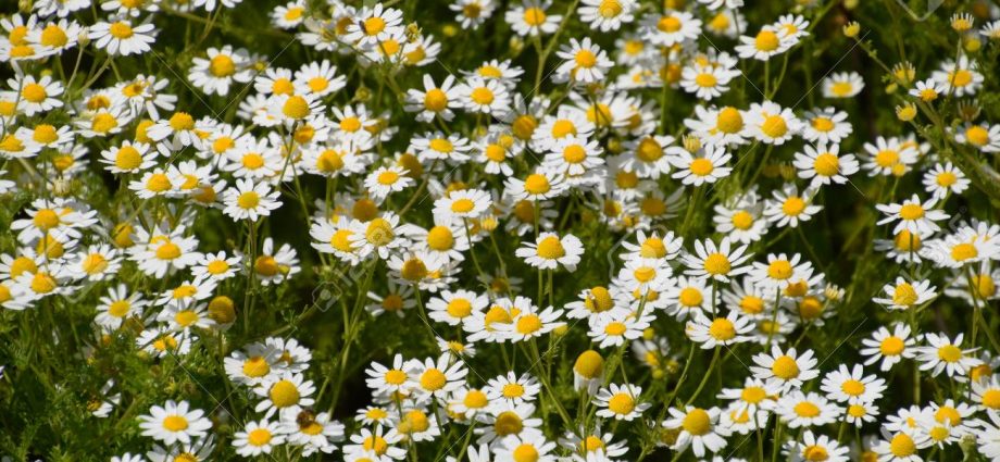 pharmaceutical camomile