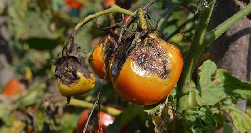 Phytophthora on tomatoes