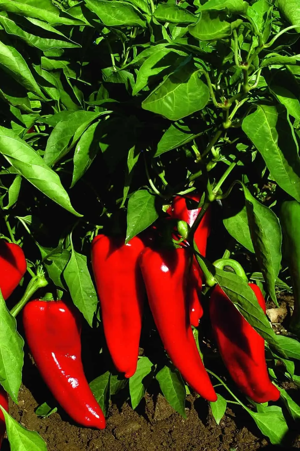 Picking peppers in 2022