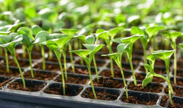 Picking seedlings in 2022