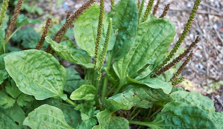 plantain leaves