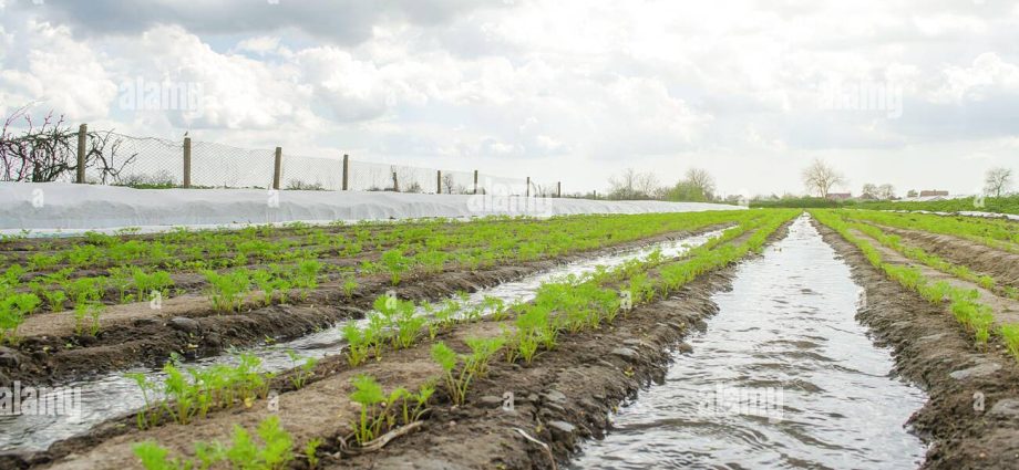 Planting carrots in spring in open ground