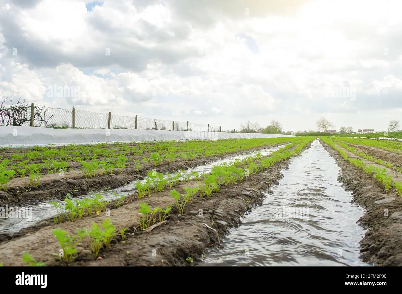 Planting carrots in spring in open ground