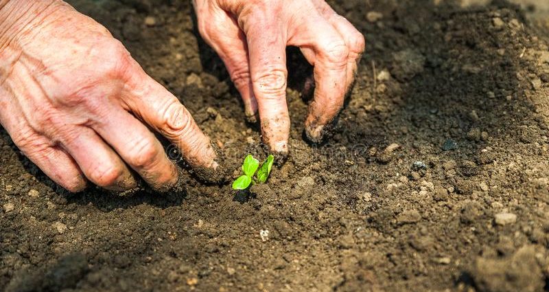 Planting cucumbers in open ground with seeds and seedlings