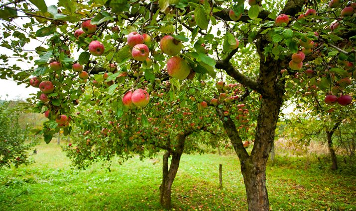 Planting fruit trees in the area