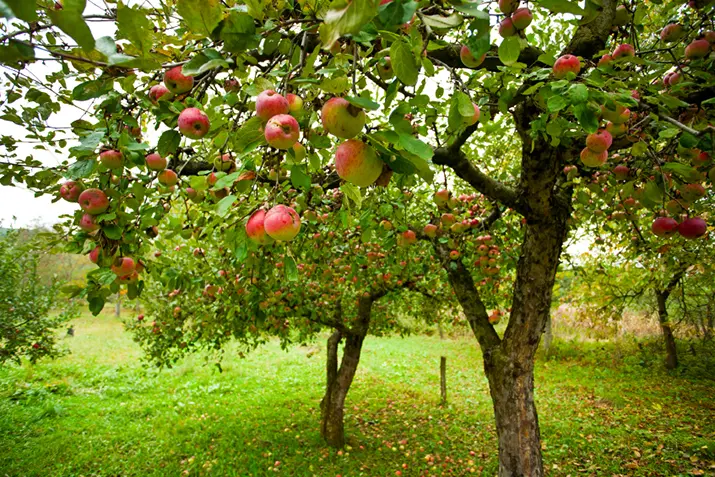 Planting fruit trees in the area