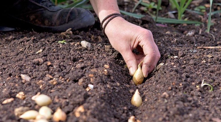 Planting onion sets in spring in open ground