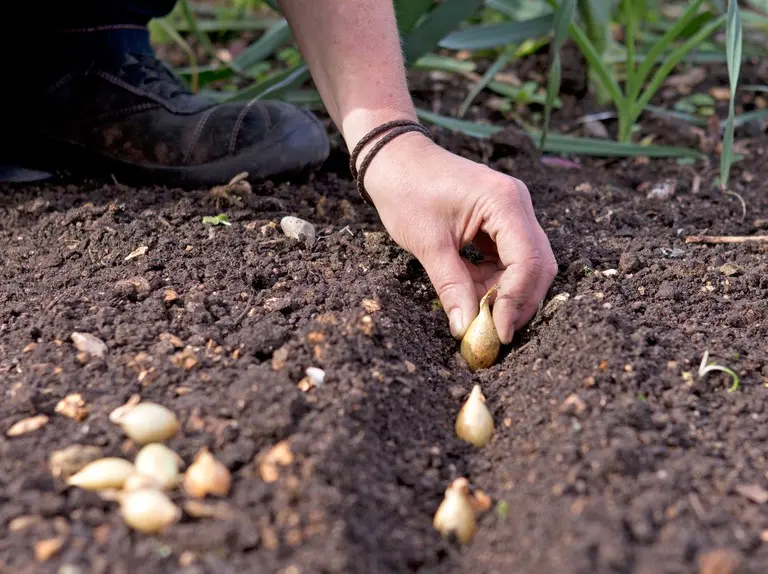 Planting onion sets in spring in open ground