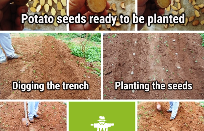 Planting potatoes in spring in open ground