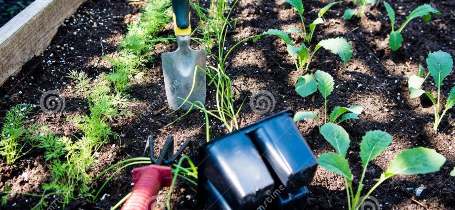 Planting seedlings in open ground