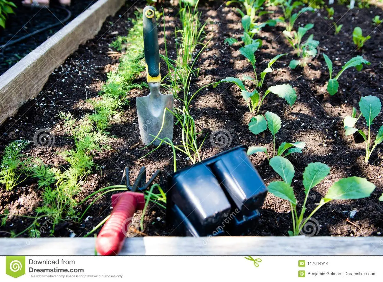 Planting seedlings in open ground