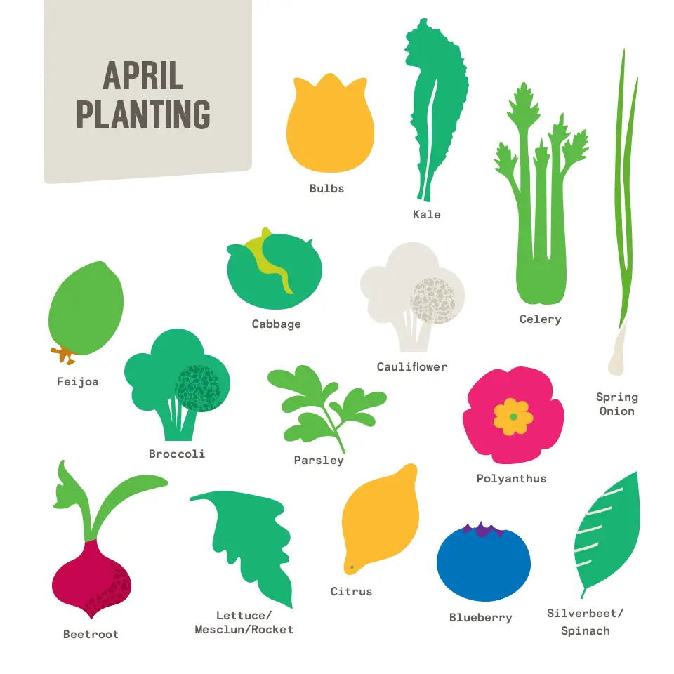 Planting vegetables in April