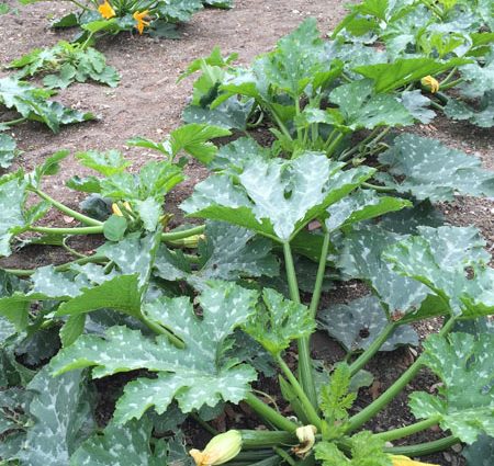 Planting zucchini in open ground with seeds and seedlings