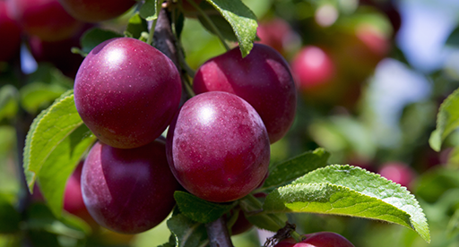 Plum: how to grow a good harvest