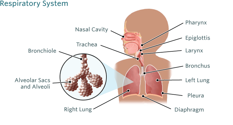 Pneumonia in children