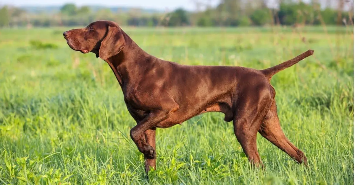 Pointer dog