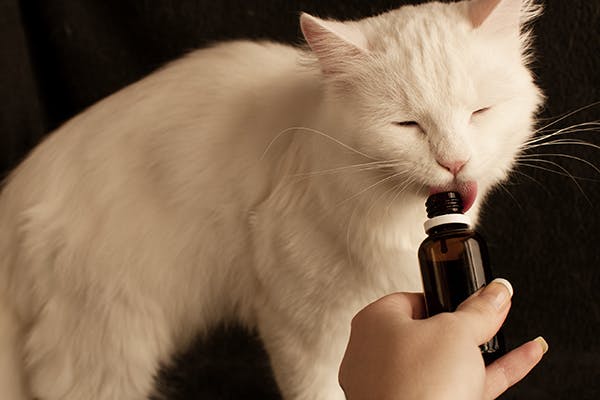 poisoning in cats