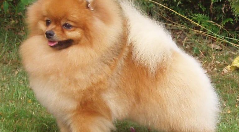 Pomeranian dog