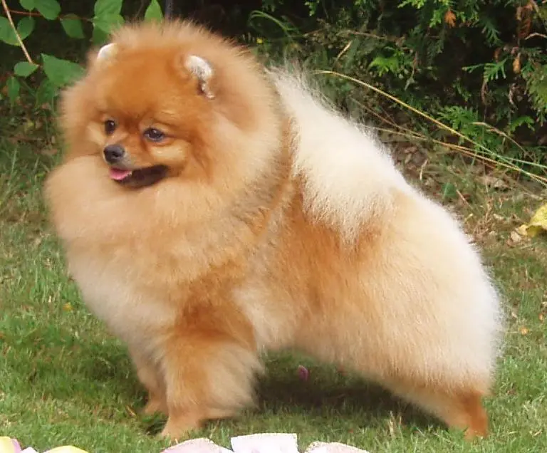 Pomeranian dog