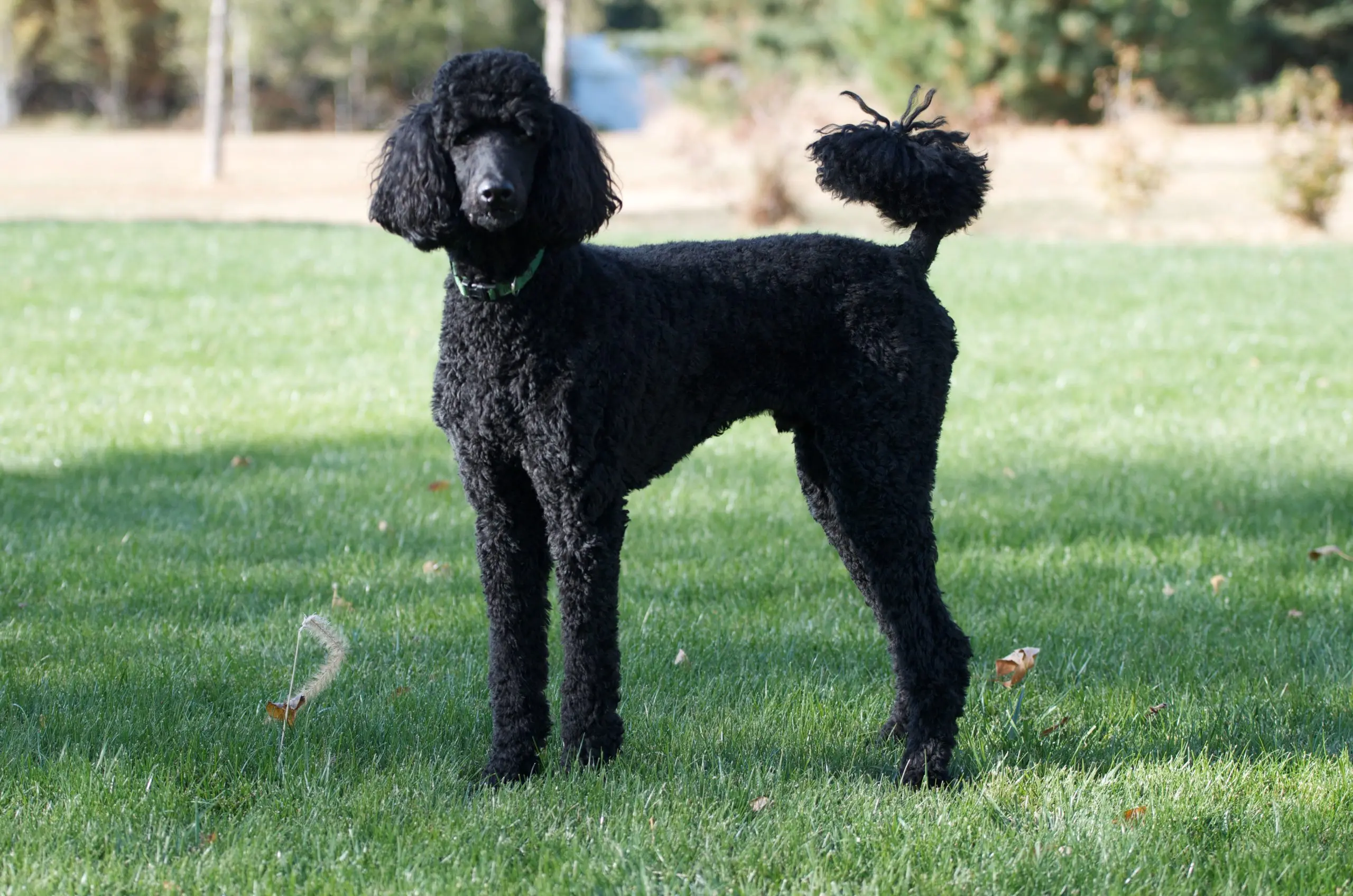 Poodle dog