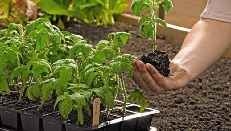 Preparing seedlings for planting in the garden