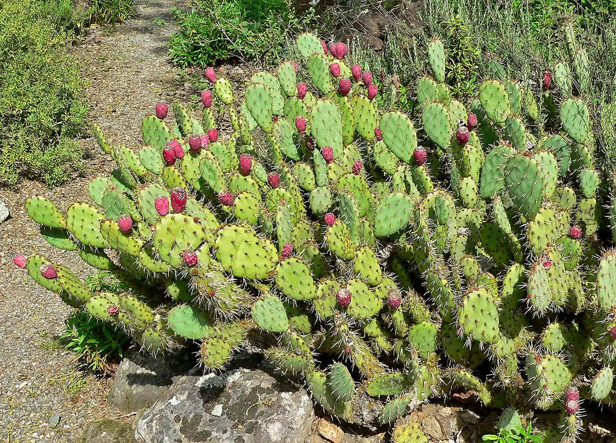 Prickly pear