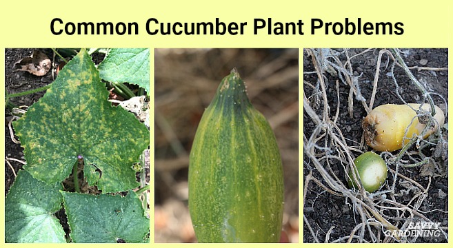 Problems with cucumbers when growing