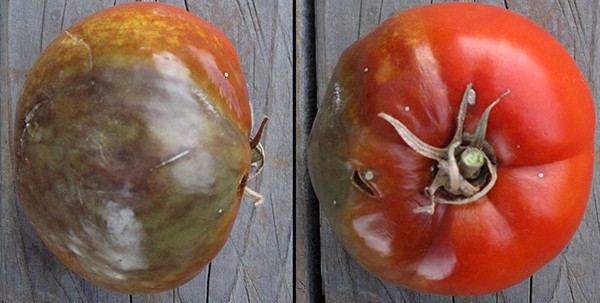 Problems with tomatoes: what to do and how to treat