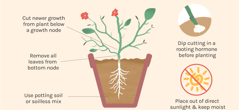 Propagation of plants by cuttings