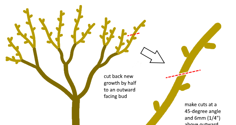 Pruning fruit trees in autumn