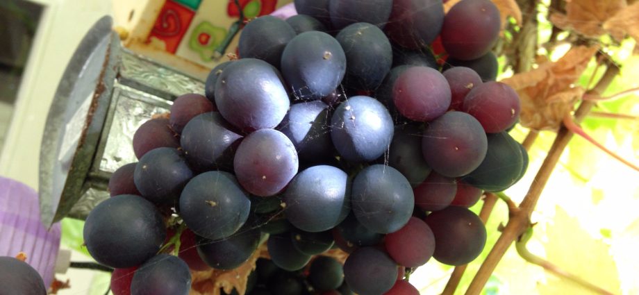 Pruning grapes in autumn