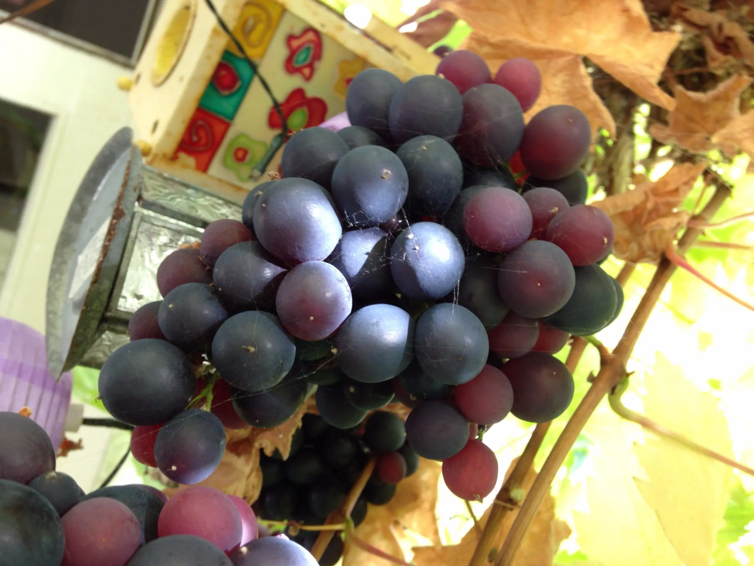 Pruning grapes in autumn