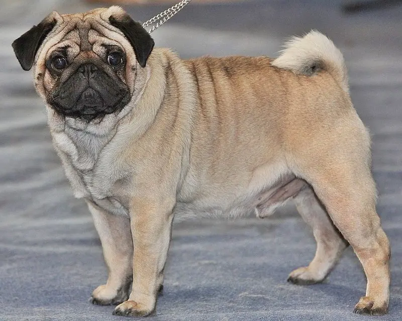 pug dog