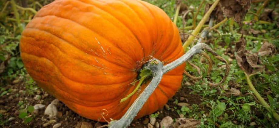 Pumpkin: how to grow a good harvest