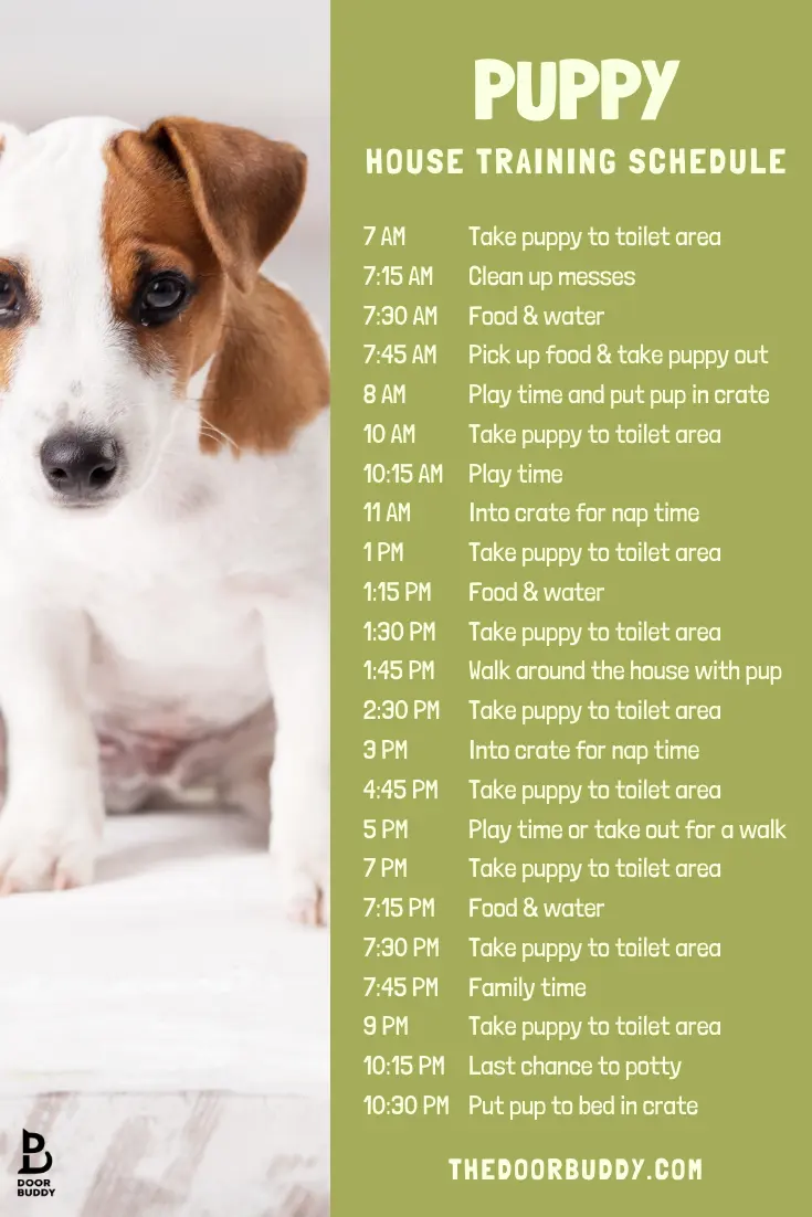 Puppy training at home