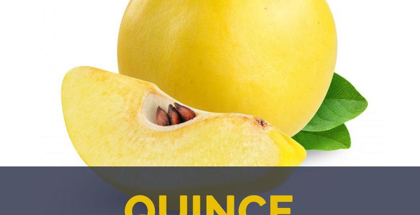 Quince: benefits and harms to the body